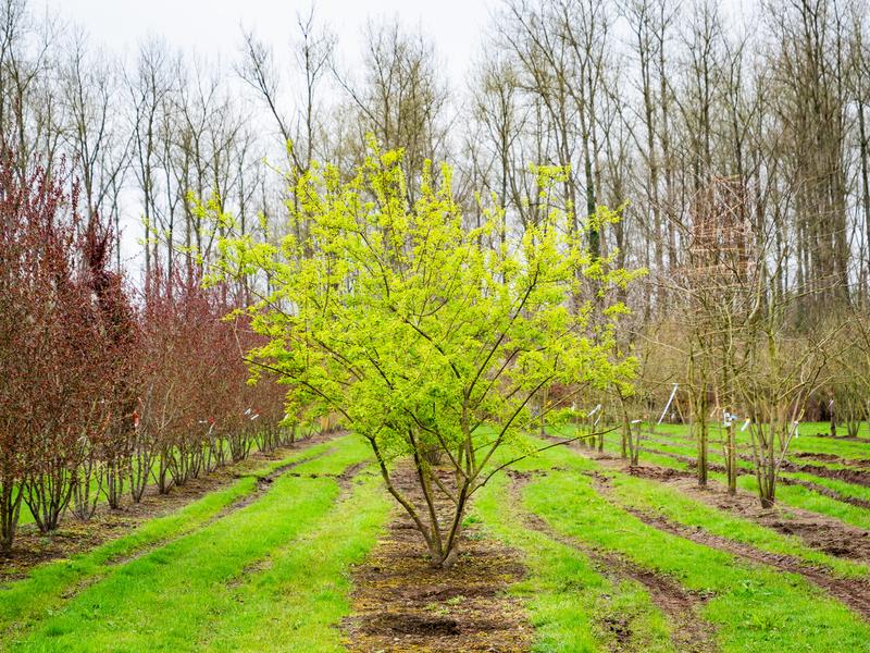 Minimalizacja liczby kafelków
