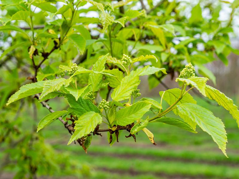 Przywracanie ustawień fabrycznych Acer